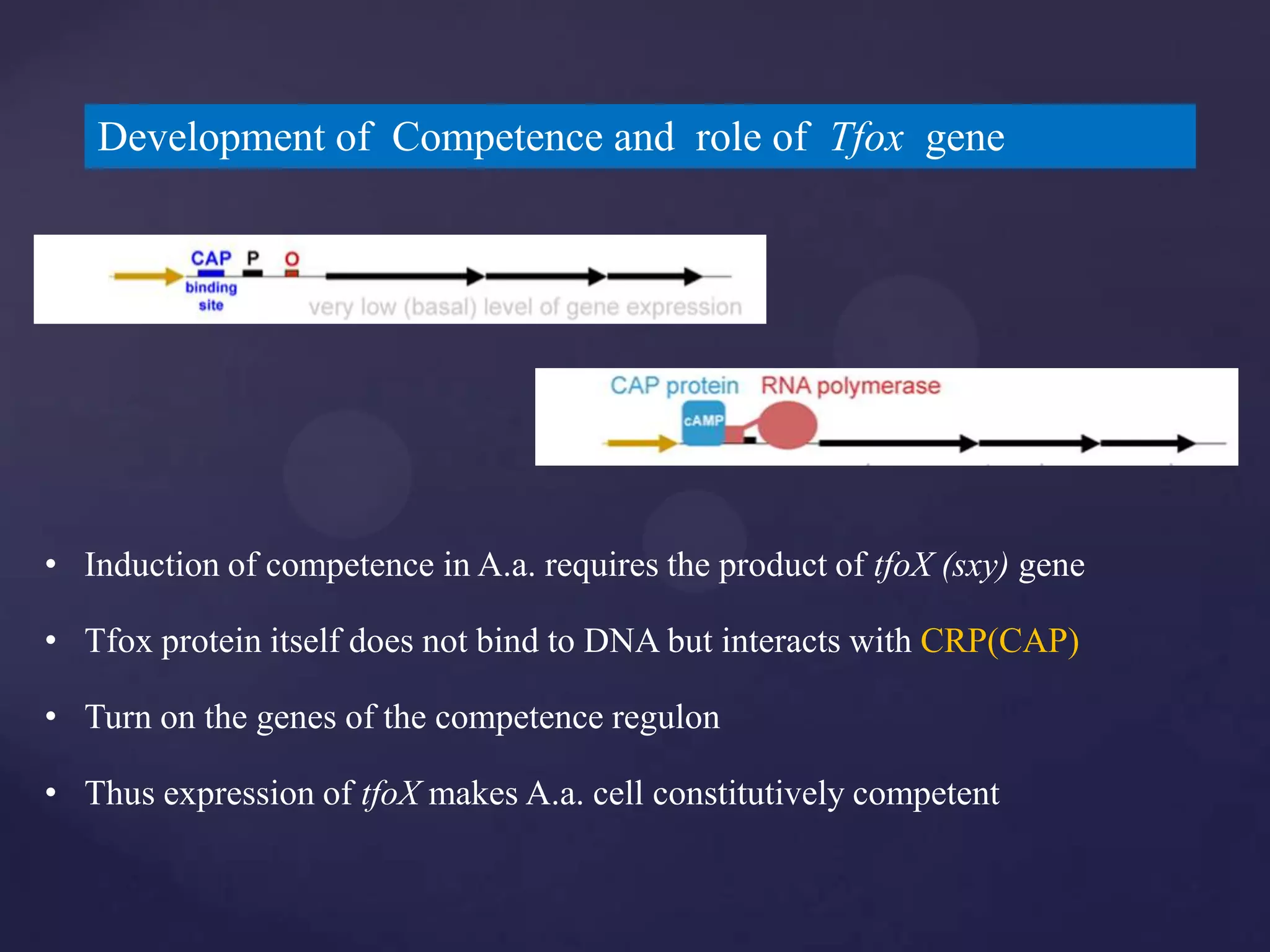 Development of Competence and role of Tfox gene




• Induction of competence in A.a. requires the product of tfoX (sxy) gene

• Tfox protein itself does not bind to DNA but interacts with CRP(CAP)

• Turn on the genes of the competence regulon

• Thus expression of tfoX makes A.a. cell constitutively competent
 
