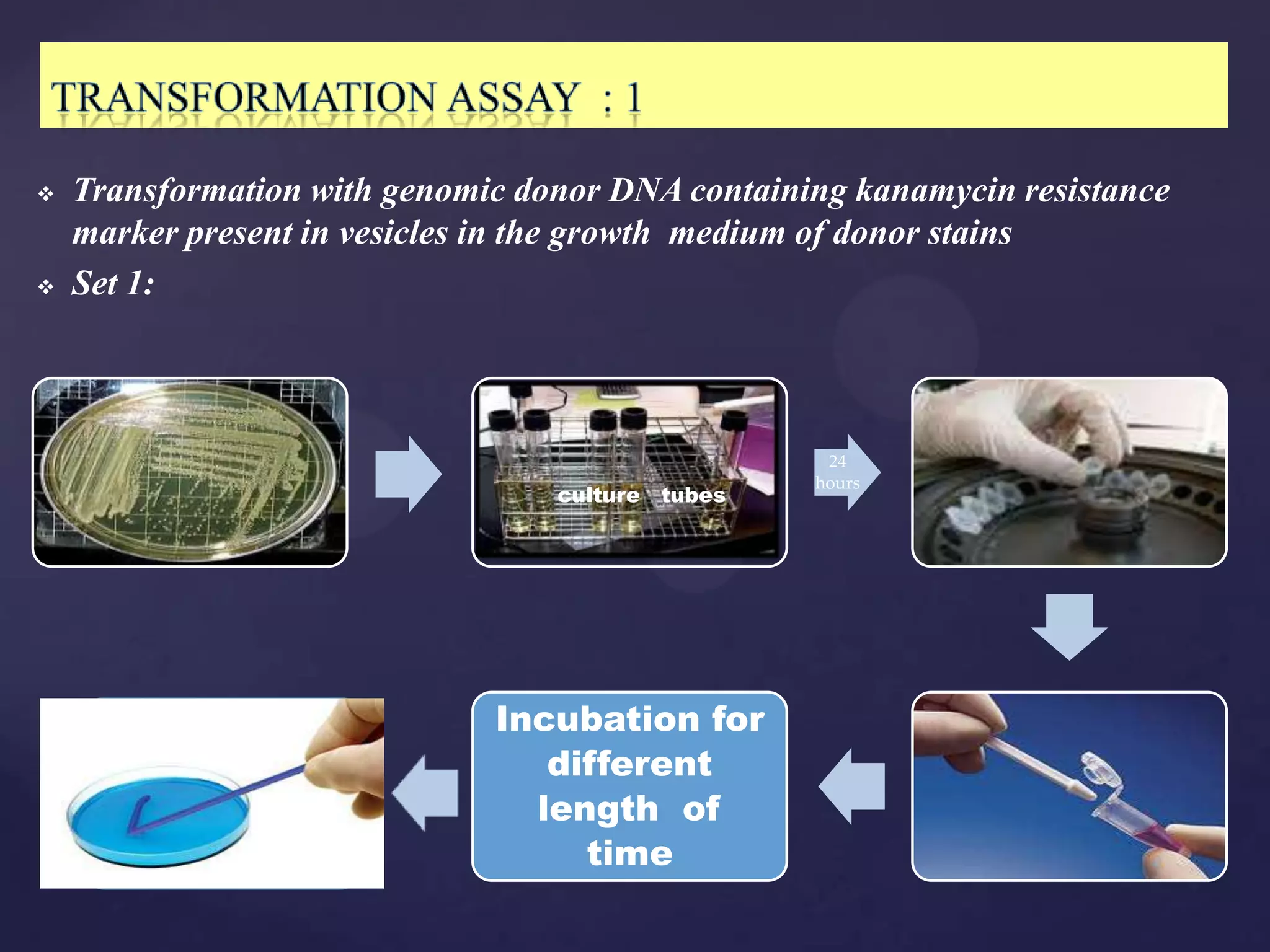    Transformation with genomic donor DNA containing kanamycin resistance
    marker present in vesicles in the growth medium of donor stains
   Set 1:



                                                   24
                                                  hours
                                  culture tubes




                              Incubation for
                                 different
                                length of
                                   time
 