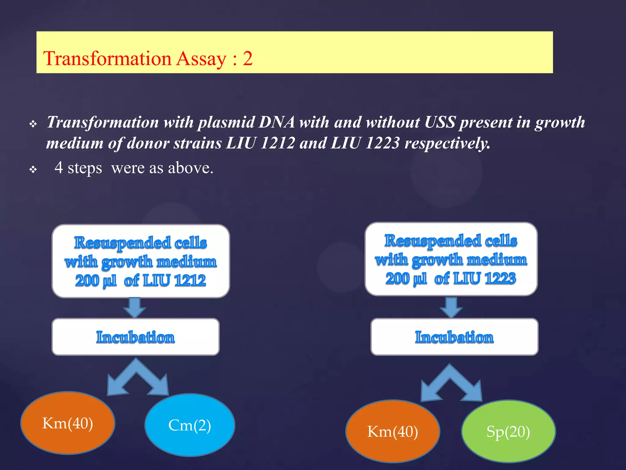 Transformation Assay : 2

   Transformation with plasmid DNA with and without USS present in growth
    medium of donor strains LIU 1212 and LIU 1223 respectively.
    4 steps were as above.




    Km(40)         Cm(2)                     Km(40)          Sp(20)
 