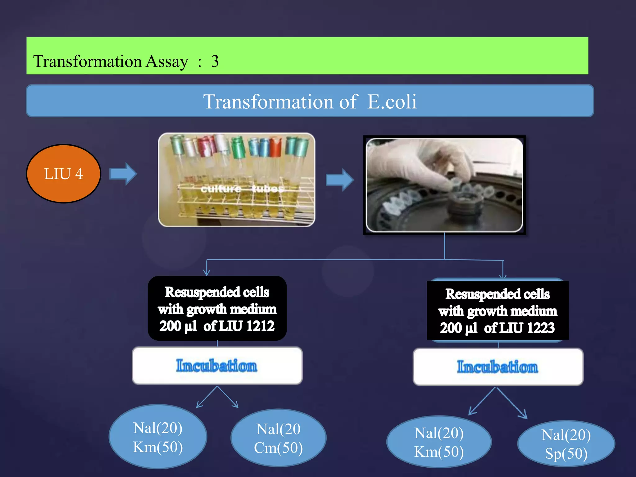 Transformation Assay : 3

                      Transformation of E.coli


 LIU 4




            Nal(20)        Nal(20            Nal(20)   Nal(20)
            Km(50)         Cm(50)            Km(50)    Sp(50)
 