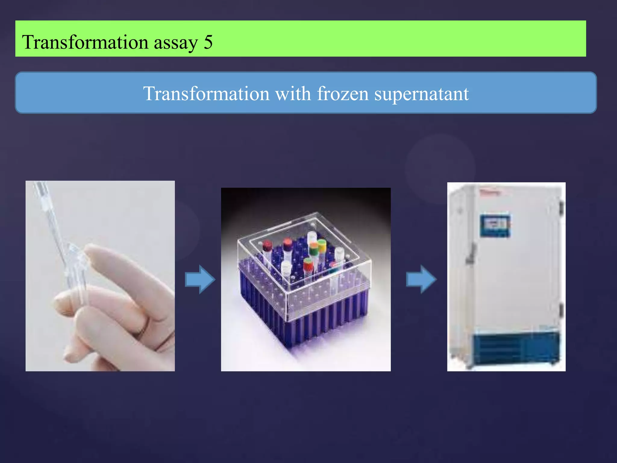Transformation assay 5

             Transformation with frozen supernatant
 
