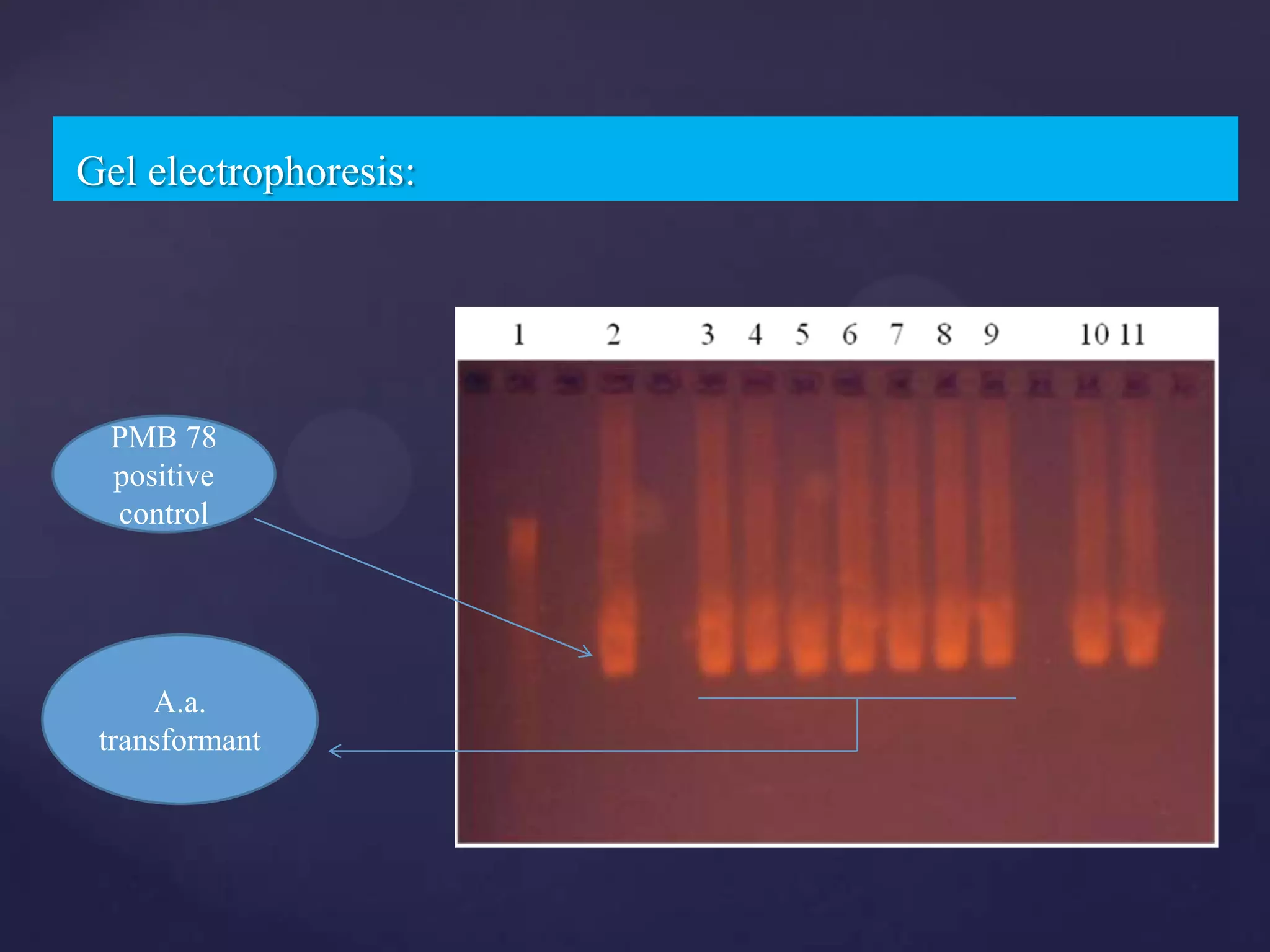 Gel electrophoresis:




  PMB 78
  positive
  control




     A.a.
 transformant
 