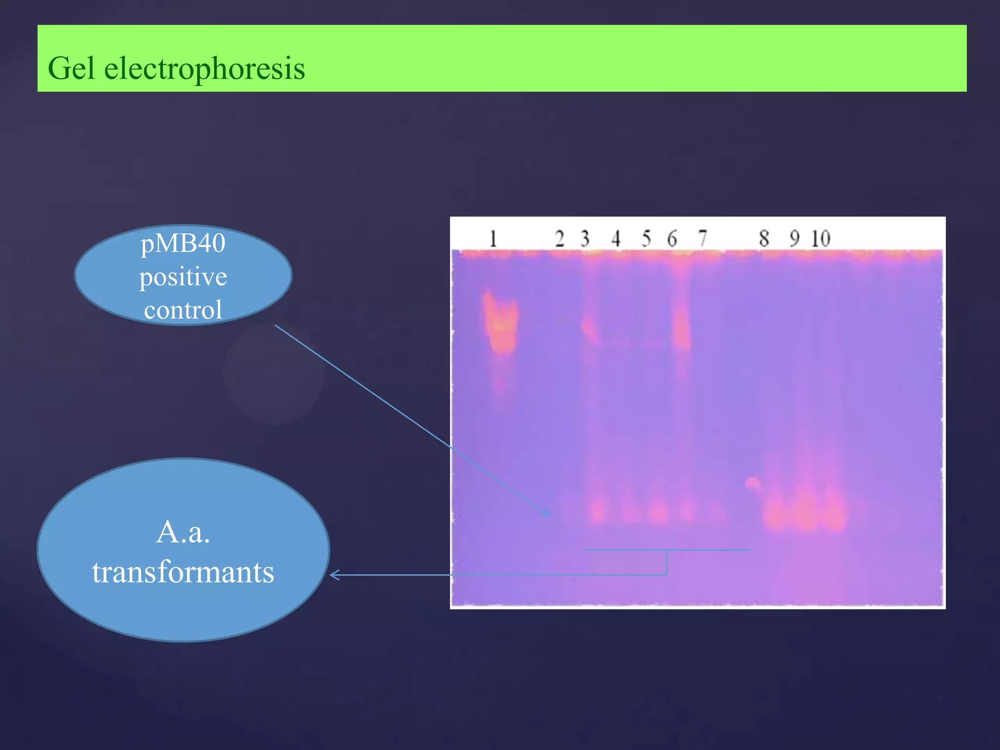 Gel electrophoresis




      pMB40
      positive
      control




        A.a.
   transformants
 