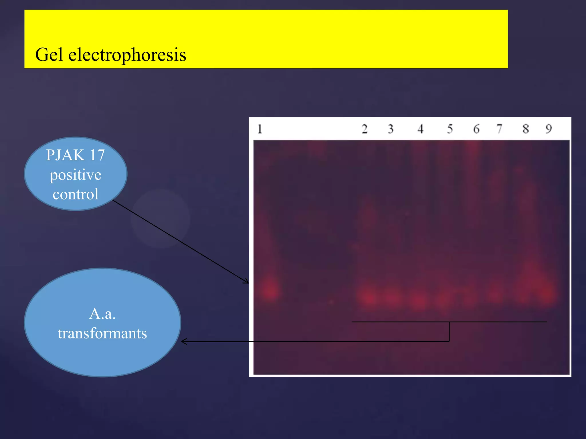 Gel electrophoresis




 PJAK 17
 positive
  control




       A.a.
  transformants
 