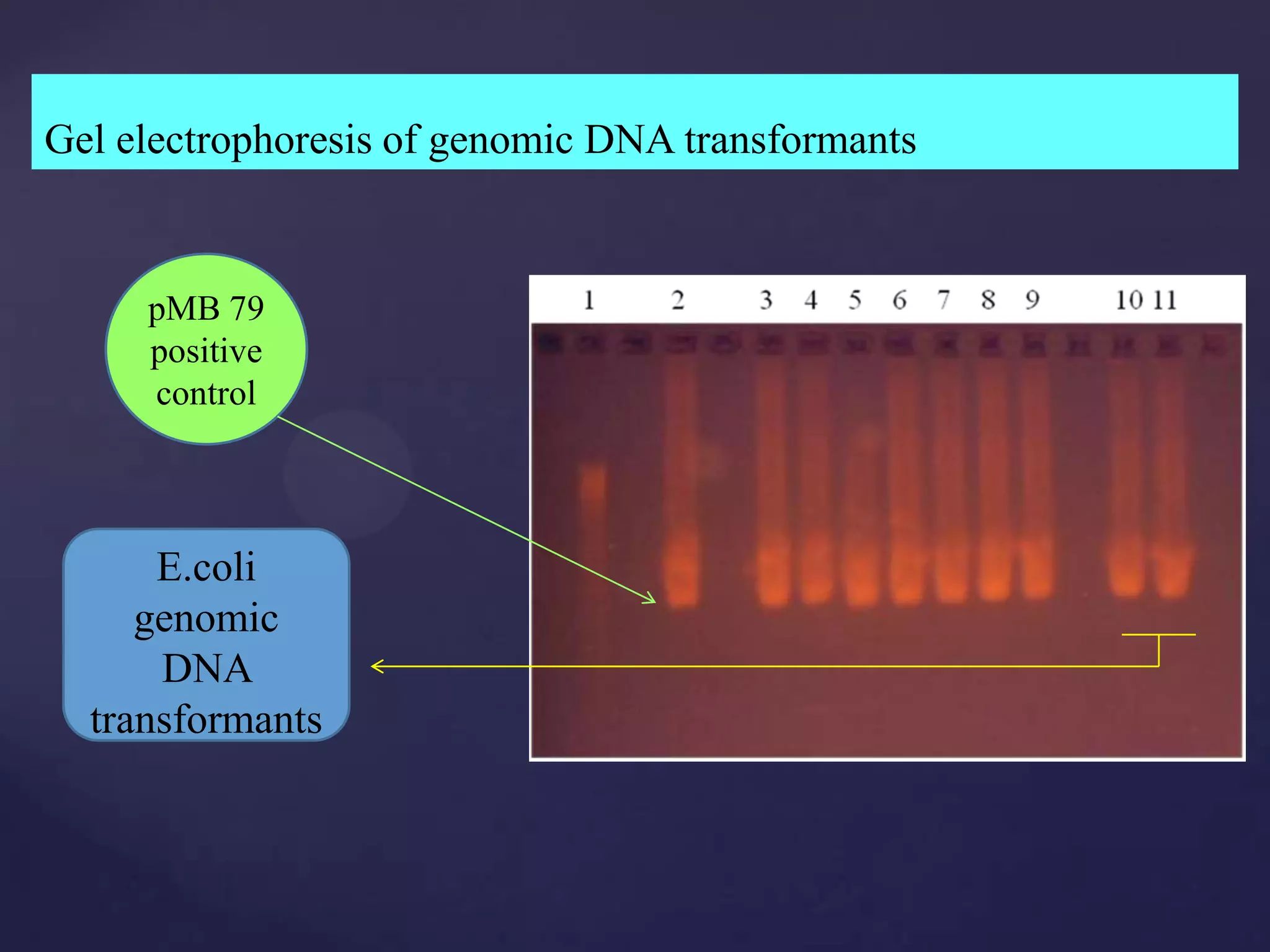 Gel electrophoresis of genomic DNA transformants


     pMB 79
     positive
     control



      E.coli
     genomic
      DNA
  transformants
 