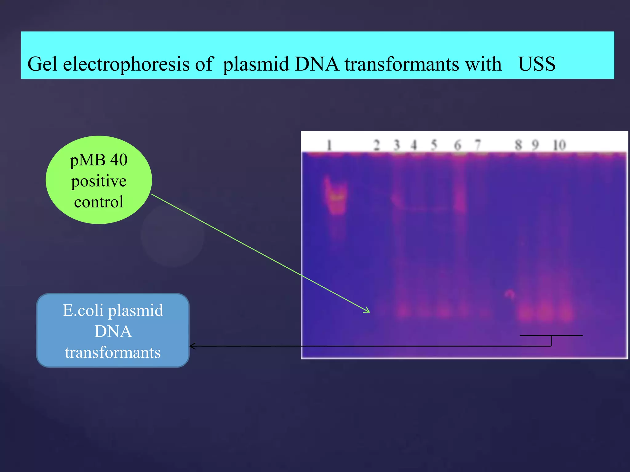 Gel electrophoresis of plasmid DNA transformants with USS



    pMB 40
    positive
    control




   E.coli plasmid
       DNA
   transformants
 
