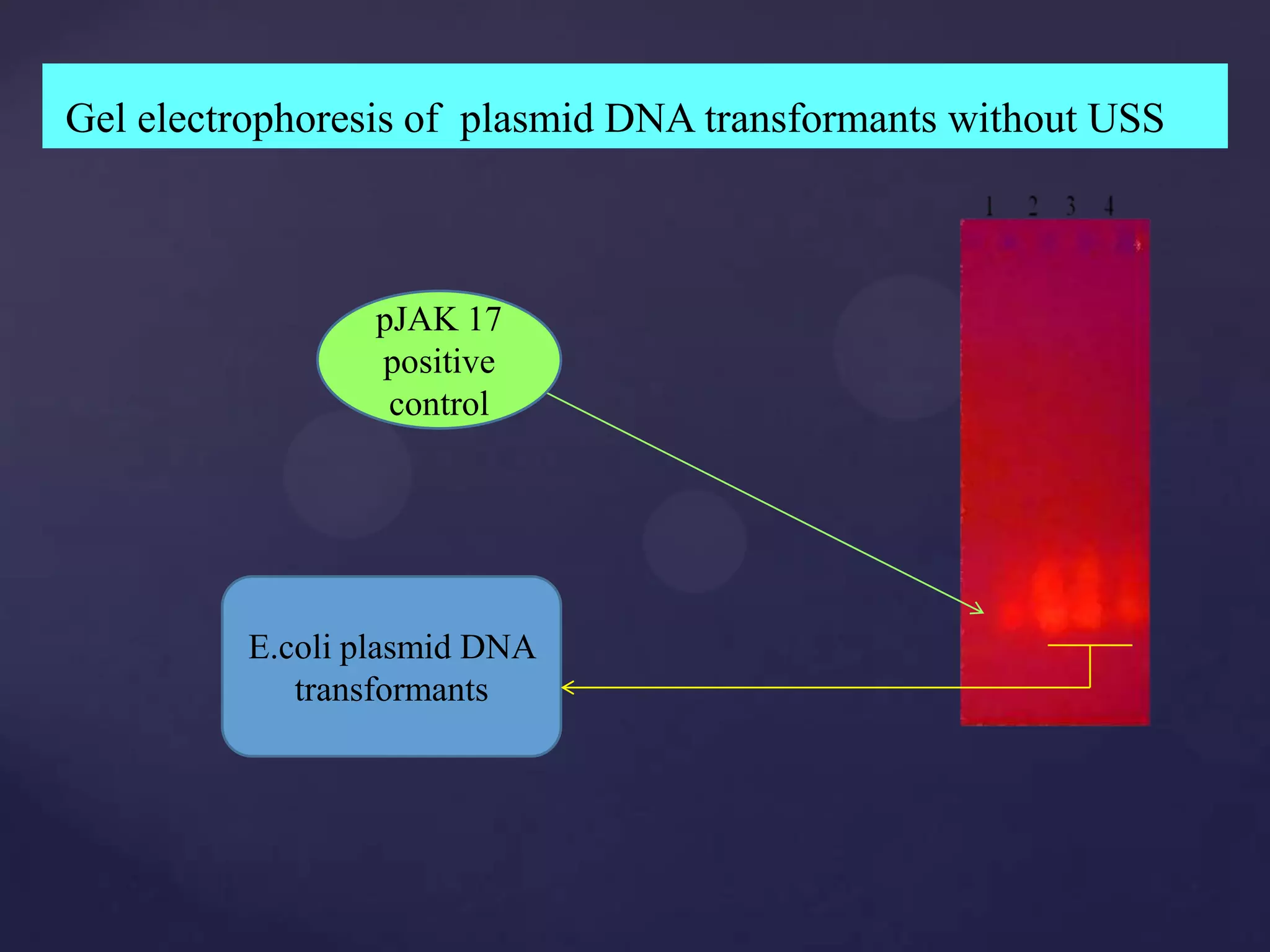 Gel electrophoresis of plasmid DNA transformants without USS



                pJAK 17
                positive
                 control




         E.coli plasmid DNA
            transformants
 