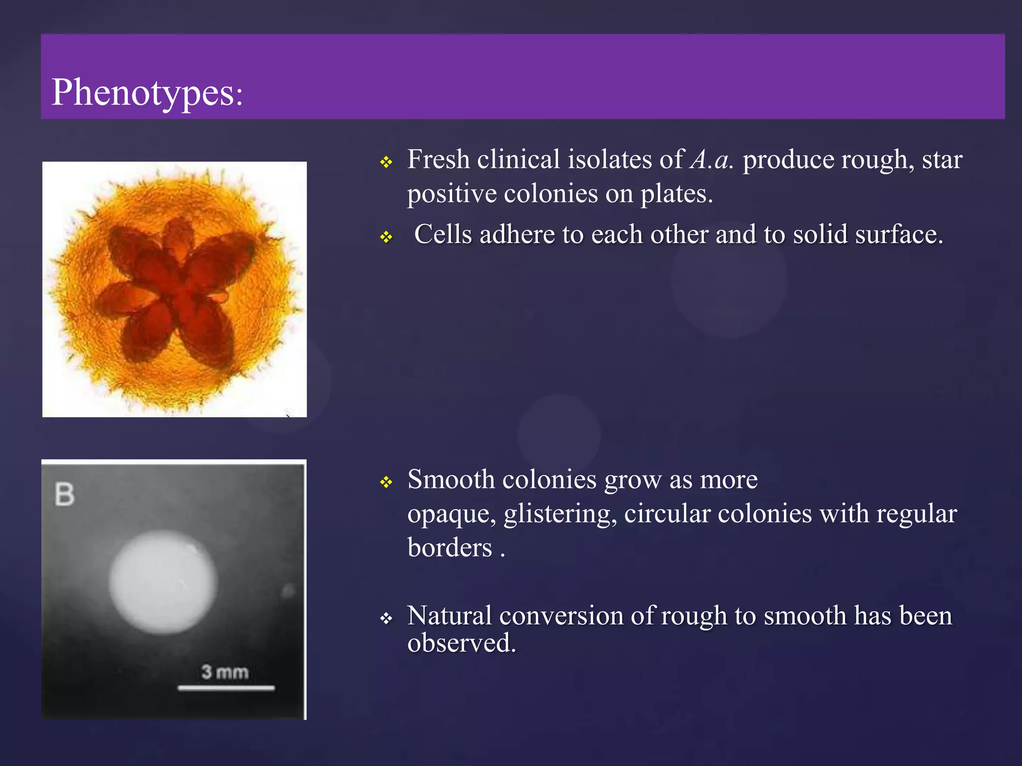 Phenotypes:
                 Fresh clinical isolates of A.a. produce rough, star
                  positive colonies on plates.
                 Cells adhere to each other and to solid surface.




                 Smooth colonies grow as more
                  opaque, glistering, circular colonies with regular
                  borders .

                 Natural conversion of rough to smooth has been
                  observed.
 