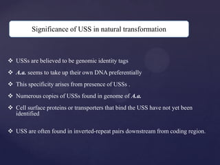 Significance of USS in natural transformation



 USSs are believed to be genomic identity tags
 A.a. seems to take up their own DNA preferentially
 This specificity arises from presence of USSs .
 Numerous copies of USSs found in genome of A.a.
 Cell surface proteins or transporters that bind the USS have not yet been
  identified

 USS are often found in inverted-repeat pairs downstream from coding region.
 