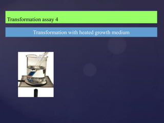 Transformation assay 4

           Transformation with heated growth medium
 