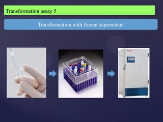 Transformation assay 5

             Transformation with frozen supernatant
 