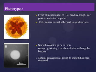 Phenotypes:
                 Fresh clinical isolates of A.a. produce rough, star
                  positive colonies on plates.
                 Cells adhere to each other and to solid surface.




                 Smooth colonies grow as more
                  opaque, glistering, circular colonies with regular
                  borders .

                 Natural conversion of rough to smooth has been
                  observed.
 