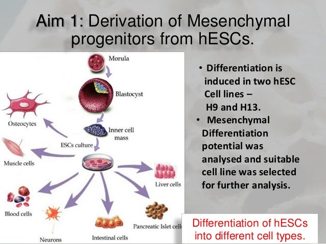Beaches Embryonic Stem Cell Differentiation Protocol - 