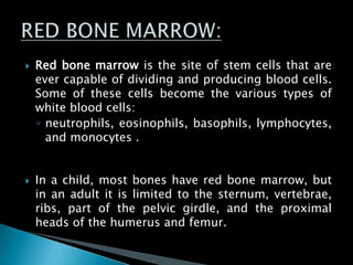  Red bone marrow is the site of stem cells that are
ever capable of dividing and producing blood cells.
Some of these cells become the various types of
white blood cells:
◦ neutrophils, eosinophils, basophils, lymphocytes,
and monocytes .
 In a child, most bones have red bone marrow, but
in an adult it is limited to the sternum, vertebrae,
ribs, part of the pelvic girdle, and the proximal
heads of the humerus and femur.
 