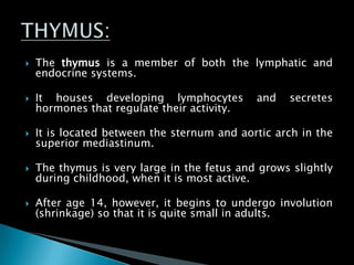  The thymus is a member of both the lymphatic and
endocrine systems.
 It houses developing lymphocytes and secretes
hormones that regulate their activity.
 It is located between the sternum and aortic arch in the
superior mediastinum.
 The thymus is very large in the fetus and grows slightly
during childhood, when it is most active.
 After age 14, however, it begins to undergo involution
(shrinkage) so that it is quite small in adults.
 