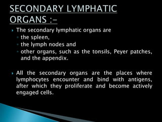 The secondary lymphatic organs are
◦ the spleen,
◦ the lymph nodes and
◦ other organs, such as the tonsils, Peyer patches,
and the appendix.
 All the secondary organs are the places where
lymphocytes encounter and bind with antigens,
after which they proliferate and become actively
engaged cells.
 
