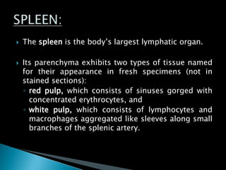  The spleen is the body’s largest lymphatic organ.
 Its parenchyma exhibits two types of tissue named
for their appearance in fresh specimens (not in
stained sections):
◦ red pulp, which consists of sinuses gorged with
concentrated erythrocytes, and
◦ white pulp, which consists of lymphocytes and
macrophages aggregated like sleeves along small
branches of the splenic artery.
 