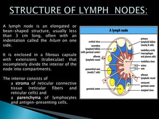 A lymph node is an elongated or
bean-shaped structure, usually less
than 3 cm long, often with an
indentation called the hilum on one
side.
It is enclosed in a fibrous capsule
with extensions (trabeculae) that
incompletely divide the interior of the
node into compartments.
The interior consists of
a stroma of reticular connective
tissue (reticular fibers and
reticular cells) and
a parenchyma of lymphocytes
and antigen-presenting cells.
 