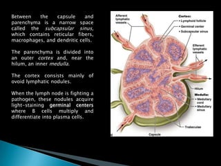 Between the capsule and
parenchyma is a narrow space
called the subcapsular sinus,
which contains reticular fibers,
macrophages, and dendritic cells.
The parenchyma is divided into
an outer cortex and, near the
hilum, an inner medulla.
The cortex consists mainly of
ovoid lymphatic nodules.
When the lymph node is fighting a
pathogen, these nodules acquire
light-staining germinal centers
where B cells multiply and
differentiate into plasma cells.
 
