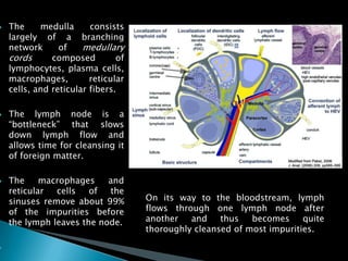  The medulla consists
largely of a branching
network of medullary
cords composed of
lymphocytes, plasma cells,
macrophages, reticular
cells, and reticular fibers.
 The lymph node is a
―bottleneck‖ that slows
down lymph flow and
allows time for cleansing it
of foreign matter.
 The macrophages and
reticular cells of the
sinuses remove about 99%
of the impurities before
the lymph leaves the node.

On its way to the bloodstream, lymph
flows through one lymph node after
another and thus becomes quite
thoroughly cleansed of most impurities.
 