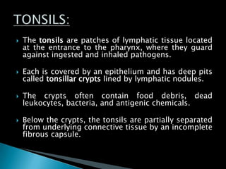  The tonsils are patches of lymphatic tissue located
at the entrance to the pharynx, where they guard
against ingested and inhaled pathogens.
 Each is covered by an epithelium and has deep pits
called tonsillar crypts lined by lymphatic nodules.
 The crypts often contain food debris, dead
leukocytes, bacteria, and antigenic chemicals.
 Below the crypts, the tonsils are partially separated
from underlying connective tissue by an incomplete
fibrous capsule.
 