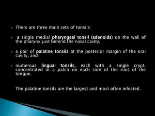 There are three main sets of tonsils:
 a single medial pharyngeal tonsil (adenoids) on the wall of
the pharynx just behind the nasal cavity,
 a pair of palatine tonsils at the posterior margin of the oral
cavity, and
 numerous lingual tonsils, each with a single crypt,
concentrated in a patch on each side of the root of the
tongue.
The palatine tonsils are the largest and most often infected.
 