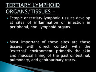  Ectopic or tertiary lymphoid tissues develop
at sites of inflammation or infection in
peripheral, non-lymphoid organs.
 Most important of these sites are those
tissues with direct contact with the
―external‖ environment, primarily the skin
and mucosal lining of the gastrointestinal,
pulmonary, and genitourinary tracts.
 