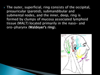  The outer, superficial, ring consists of the occipital,
preauricular (parotid), submandibular and
submental nodes, and the inner, deep, ring is
formed by clumps of mucosa associated lymphoid
tissue (MALT) located primarily in the naso- and
oro-pharynx (Waldeyer's ring).
 