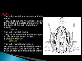 LEVEL I

The sub-mental and sub-mandibular
nodes.

They lie above the hyoid bone, below
the mylohoid muscle and anterior to
the back of the sub-mandibular
gland.
LEVEL IA

The sub-mental nodes.

They lie between the medial margins
of the anterior bellies of the
diagastric muscles.
LEVEL IB

The sub-mandibular nodes.

On each side, they lie lateral to the
level IA nodes and anterior to the
back of each sub-mandibular gland.
 