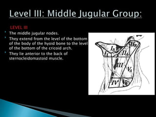 LEVEL III

The middle jugular nodes.

They extend from the level of the bottom
of the body of the hyoid bone to the level
of the bottom of the cricoid arch.

They lie anterior to the back of
sternocleidomastoid muscle.
 