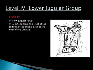 LEVEL IV:

The low jugular nodes.

They extend from the level of the
bottom of the cricoid arch to the
level of the clavicle.
 