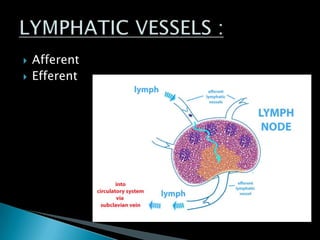  Afferent
 Efferent
 