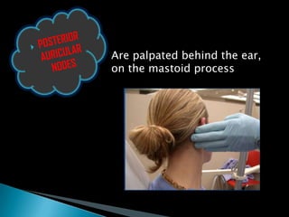 Are palpated behind the ear,
on the mastoid process
 