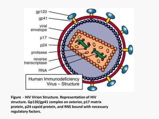Figure - HIV Virion Structure. Representation of HIV
structure. Gp120/gp41 complex on exterior, p17 matrix
protein, p24 capsid protein, and RNS bound with necessary
regulatory factors.
 