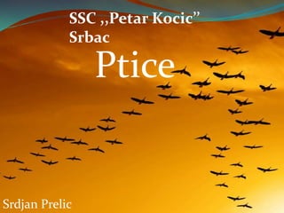 Ptice
Srdjan Prelic
SSC ,,Petar Kocic’’
Srbac
 