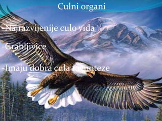 Culni organi
-Najrazvijenije culo vida
-Grabljivice
-Imaju dobra cula ravnoteze
 