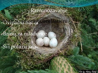 Razmnozavanje
-Oviparni nacin
-Brinu za mladunce
-Svi polazu jaja
-Mali,sundjerasti,neelasticni
 