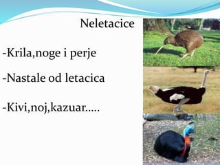Neletacice
-Krila,noge i perje
-Nastale od letacica
-Kivi,noj,kazuar…..
 