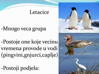 Letacice
-Mnogo veca grupa
-Postoje one koje vecinu
vremena provode u vodi
(pingvini,gnjurci,caplje)
-Postoji podjela:
 