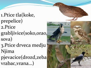 1.Ptice tla(koke,
prepelice)
2.Ptice
grabljivice(soko,orao,
sova)
3.Ptice drveca medju
Njima
pjevacice(drozd,zeba
vrabac,vrana…)
 