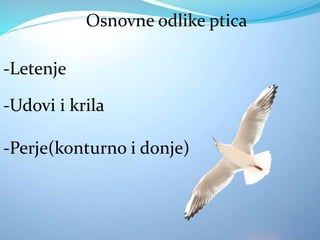 Osnovne odlike ptica
-Letenje
-Udovi i krila
-Perje(konturno i donje)
 