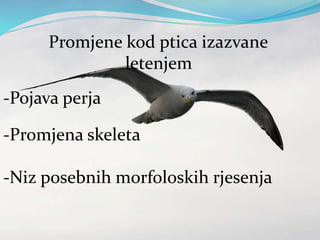 Promjene kod ptica izazvane
letenjem
-Pojava perja
-Promjena skeleta
-Niz posebnih morfoloskih rjesenja
 