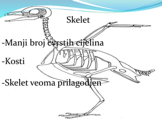 Skelet
-Manji broj cvrstih cijelina
-Kosti
-Skelet veoma prilagodjen
 