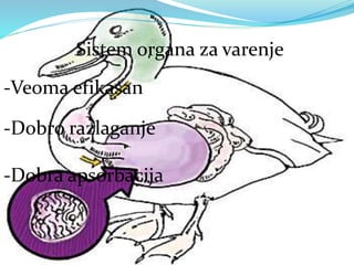 Sistem organa za varenje
-Veoma efikasan
-Dobro razlaganje
-Dobra apsorbacija
 