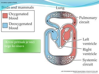 -Krvni pritisak je veci
nego ko sisara
circulatory system of birds
 