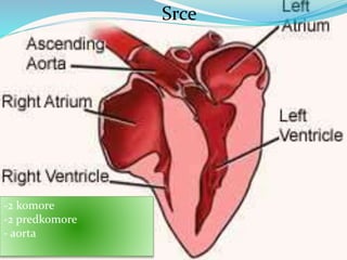 Srce
-2 komore
-2 predkomore
- aorta
 