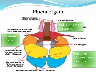 Plucni organi
Mali,sundjerasti,
neelasticni
Vazduh se
uglavnom krece
u jednom
pravcu
Vazdusne
kese
 