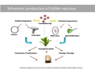 Schematic production of Edible vaccines
 