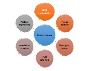 Biotechnology
DNA
manipulation
Tissue
culture
Protoplast
fusion
Cell
catalysis
Immobilized
enzymes
Protein
engineering
 
