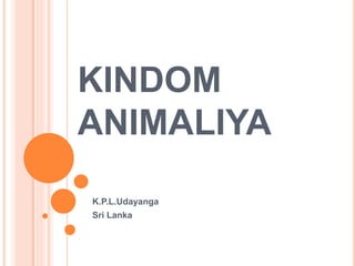 KINDOM
ANIMALIYA
K.P.L.Udayanga
Sri Lanka
 